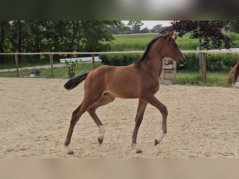 Hanoverian Stallion  16,2 hh Brown in B&#xFC;lkau