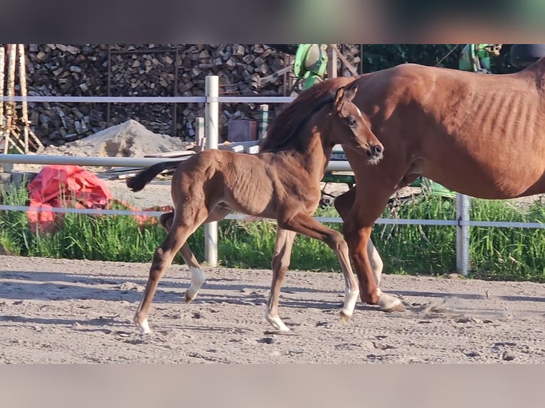 Hanoverian Stallion  16,2 hh Brown in Bülkau