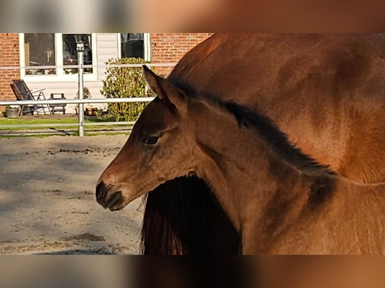 Hanoverian Stallion  16,2 hh Brown in Bülkau