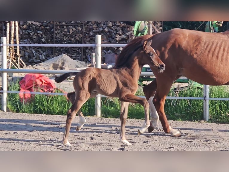 Hanoverian Stallion  16,2 hh Brown in Bülkau