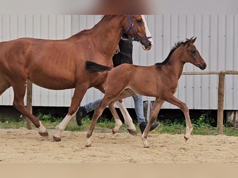 Hanoverian Stallion  16,2 hh Brown in B&#xFC;lkau