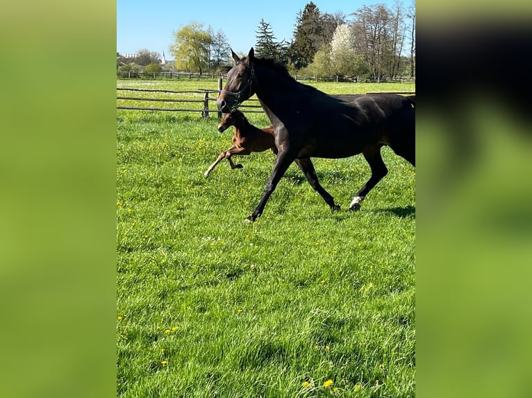 Hanoverian Stallion Foal (04/2026) 16,2 hh Brown in Pfaffenhofen an der Ilm