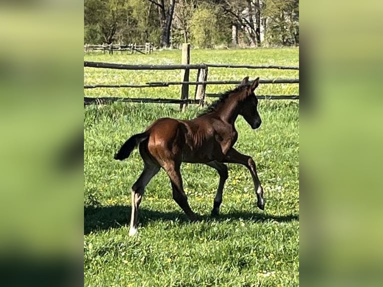 Hanoverian Stallion Foal (04/2026) 16,2 hh Brown in Pfaffenhofen an der Ilm