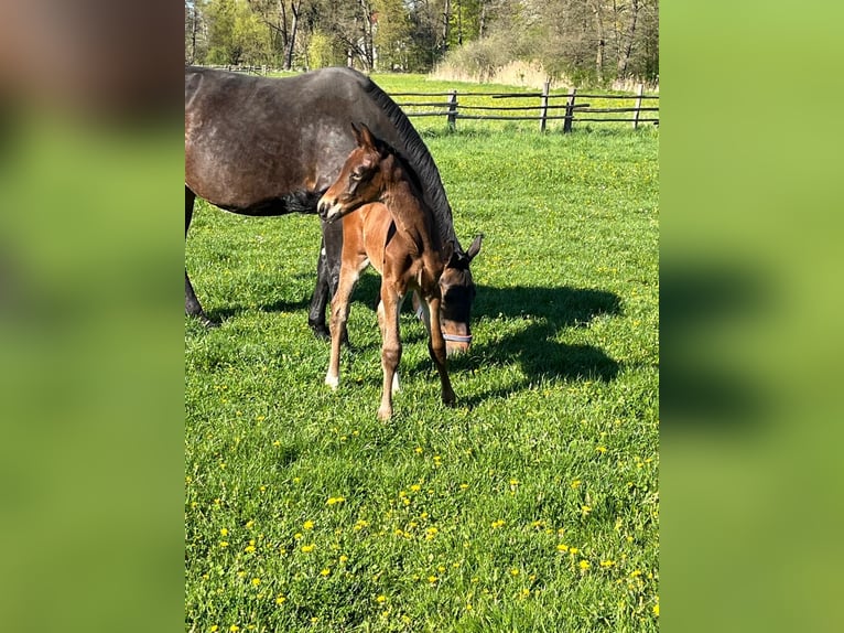 Hanoverian Stallion Foal (04/2026) 16,2 hh Brown in Pfaffenhofen an der Ilm