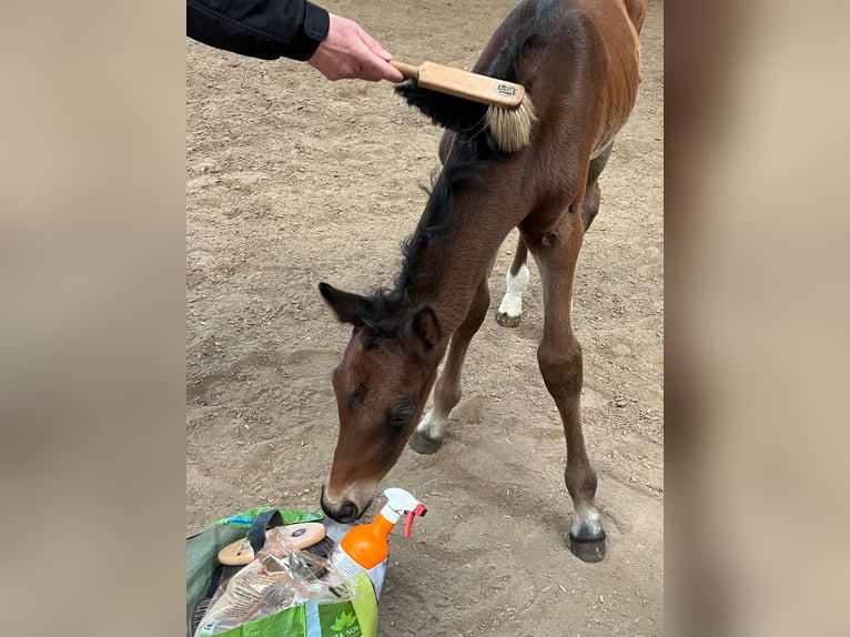 Hanoverian Stallion Foal (04/2026) 16,2 hh Brown in Pfaffenhofen an der Ilm