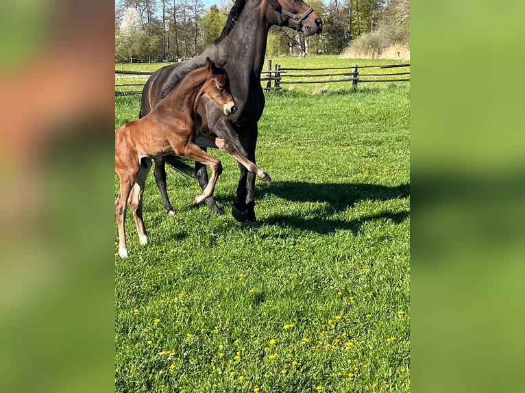 Hanoverian Stallion Foal (04/2026) 16,2 hh Brown in Pfaffenhofen an der Ilm