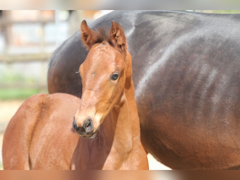 Hanoverian Stallion  16,2 hh Brown in Deinste