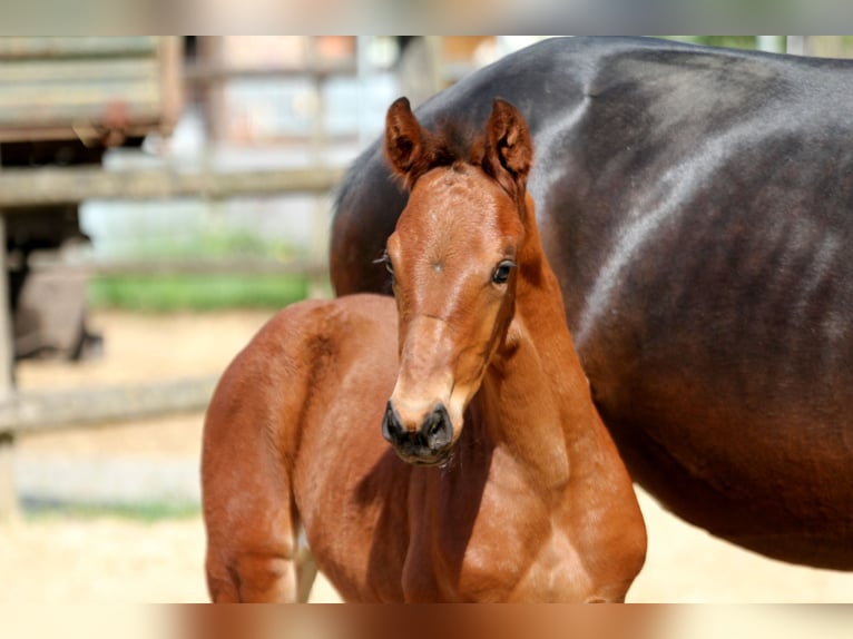 Hanoverian Stallion  16,2 hh Brown in Deinste