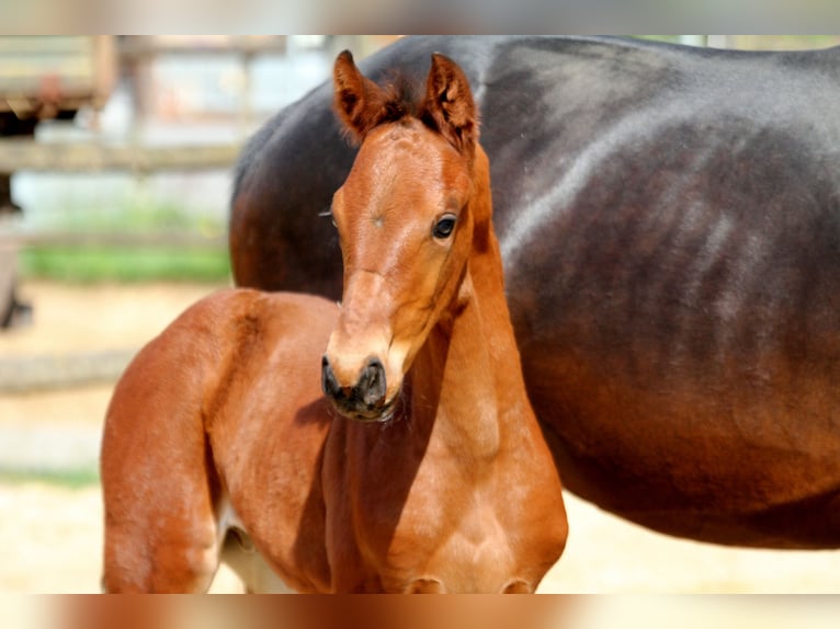 Hanoverian Stallion  16,2 hh Brown in Deinste
