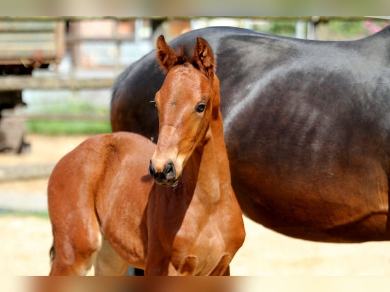 Hanoverian Stallion  16,2 hh Brown in Deinste
