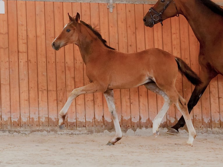 Hanoverian Stallion  16,2 hh Brown in Tangstedt