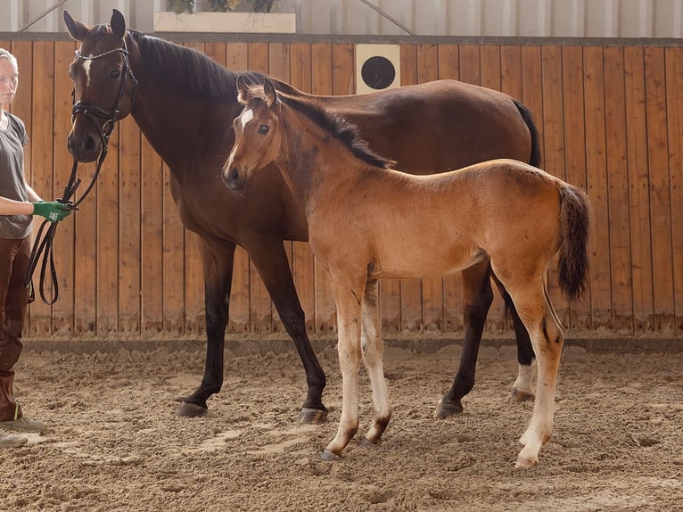 Hanoverian Stallion  16,2 hh Brown in Tangstedt