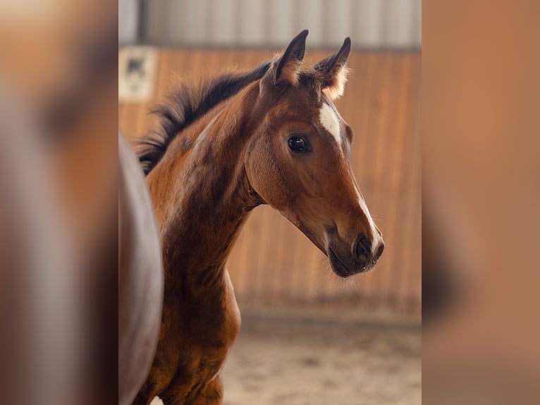Hanoverian Stallion  16,2 hh Brown in Tangstedt