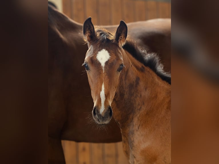 Hanoverian Stallion  16,2 hh Brown in Tangstedt