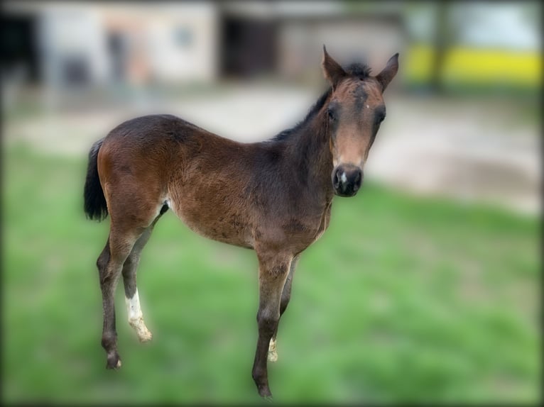 Hanoverian Stallion  16,2 hh Brown in Moringen