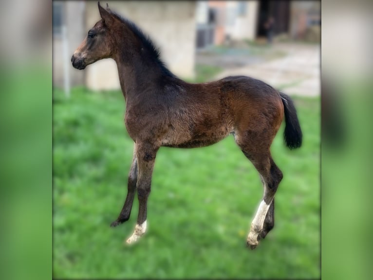 Hanoverian Stallion  16,2 hh Brown in Moringen