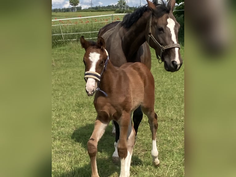 Hanoverian Stallion  16,2 hh Brown in Moringen