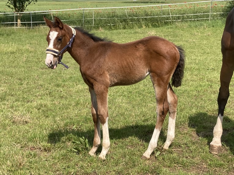Hanoverian Stallion  16,2 hh Brown in Moringen