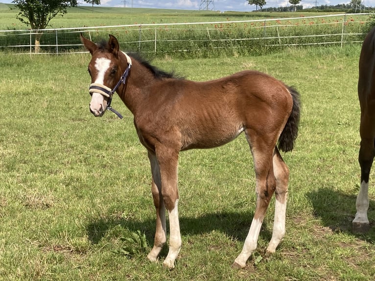 Hanoverian Stallion  16,2 hh Brown in Moringen