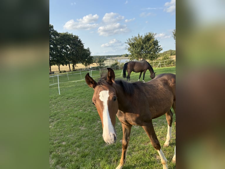 Hanoverian Stallion Foal (04/2025) 16,2 hh Brown in Moringen