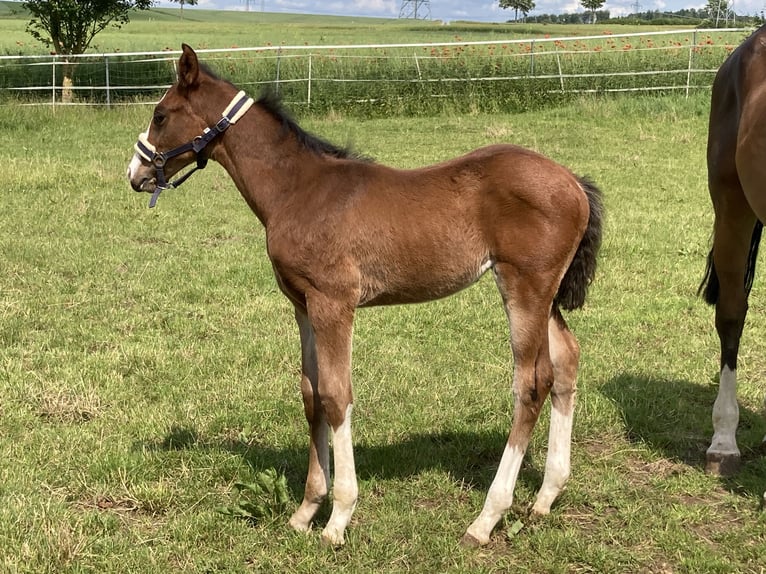 Hanoverian Stallion  16,2 hh Brown in Moringen