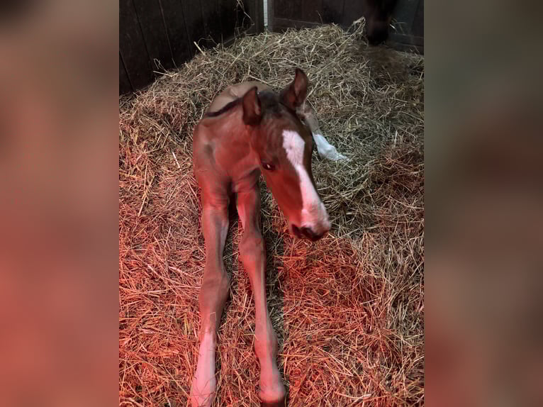 Hanoverian Stallion Foal (03/2025) 16,2 hh Brown-Light in Toppenstedt