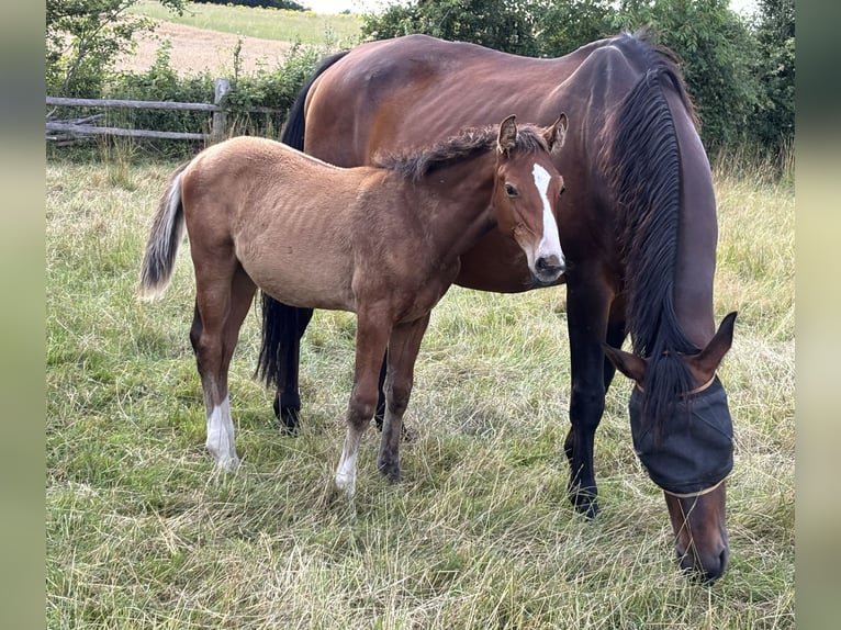Hanoverian Stallion Foal (03/2025) 16,2 hh Brown-Light in Toppenstedt