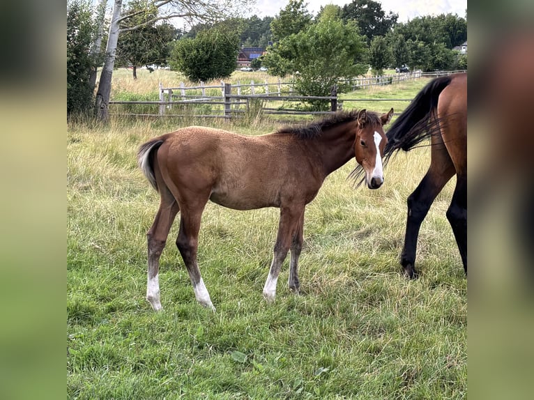 Hanoverian Stallion Foal (03/2025) 16,2 hh Brown-Light in Toppenstedt