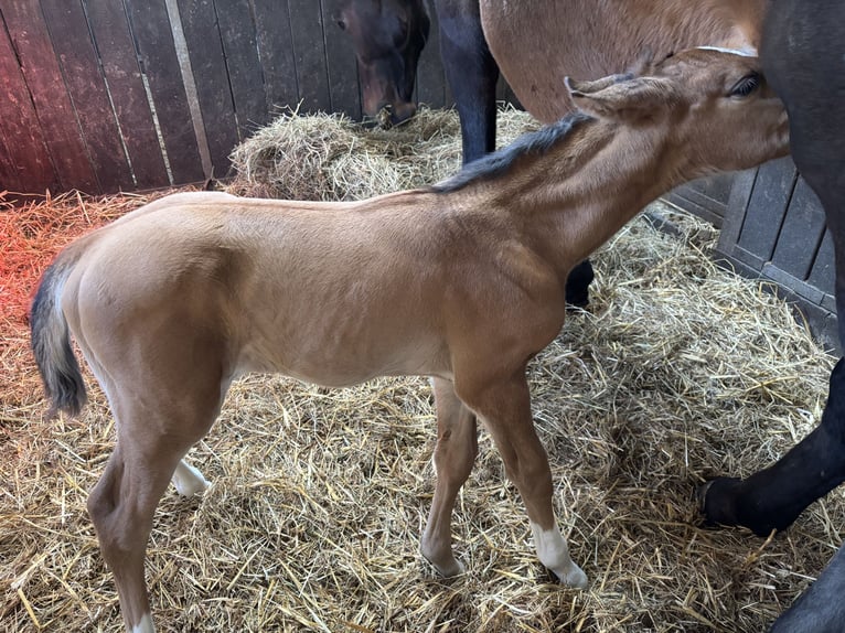 Hanoverian Stallion Foal (03/2025) 16,2 hh Brown-Light in Toppenstedt