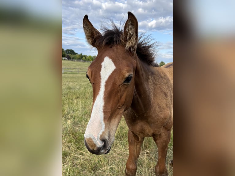 Hanoverian Stallion Foal (03/2025) 16,2 hh Brown-Light in Toppenstedt