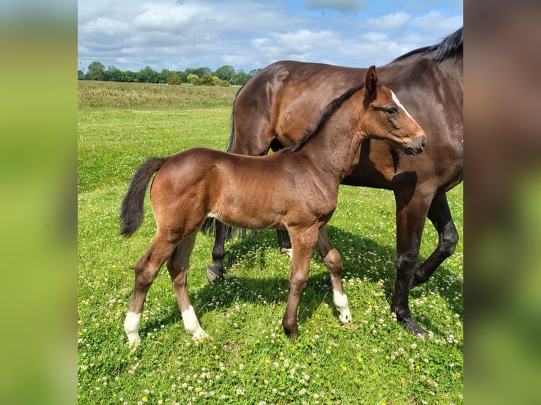 Hanoverian Stallion  16,2 hh Brown in Cadenberge