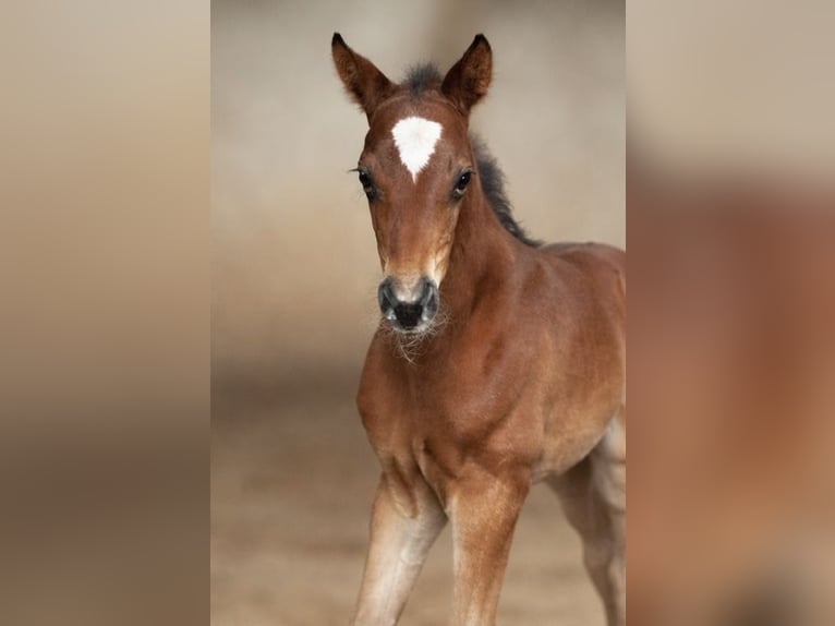 Hanoverian Stallion Foal (03/2026) 16,2 hh Brown in Moringen