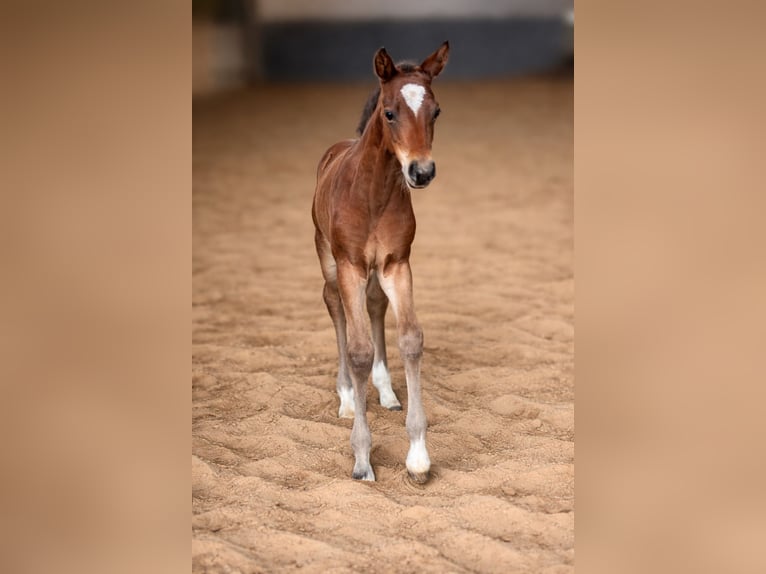 Hanoverian Stallion Foal (03/2026) 16,2 hh Brown in Moringen
