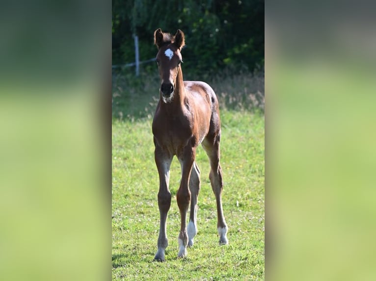 Hanoverian Stallion  16,2 hh Brown in Wohltorf