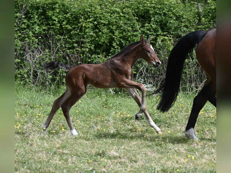 Hanoverian Stallion  16,2 hh Brown in Wohltorf
