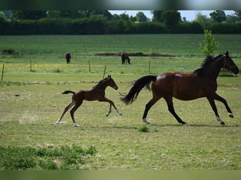 Hanoverian Stallion  16,2 hh Brown in Wohltorf