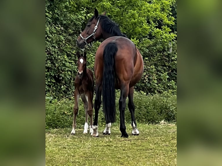 Hanoverian Stallion  16,2 hh Brown in Wohltorf