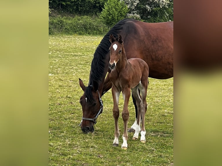 Hanoverian Stallion  16,2 hh Brown in Wohltorf