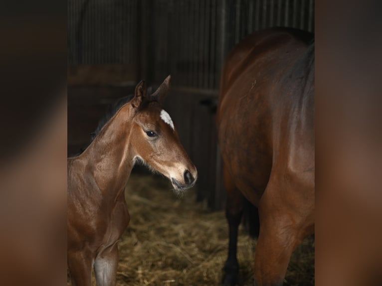 Hanoverian Stallion  16,2 hh Brown in Wohltorf