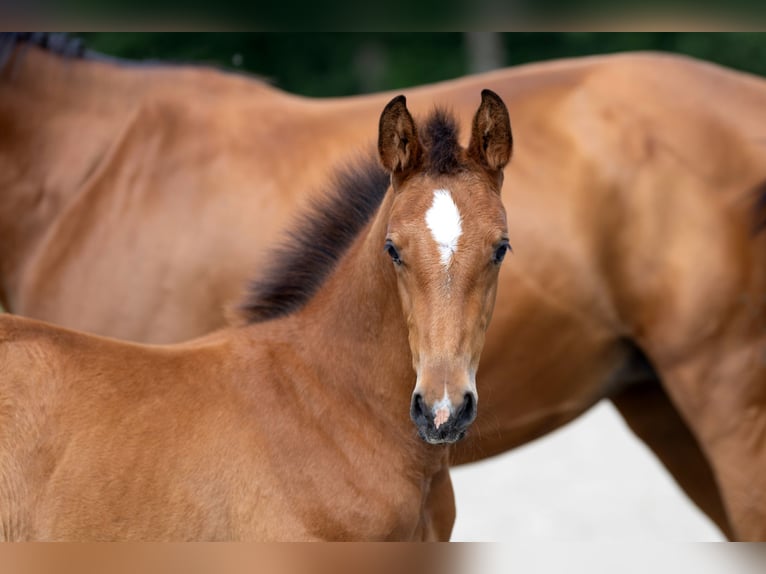 Hanoverian Stallion Foal (05/2025) 16,2 hh Brown in Friedeburg wiesede