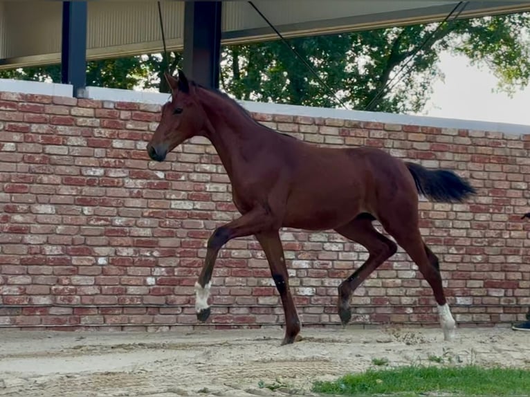Hanoverian Stallion  16,2 hh Brown in Handrup
