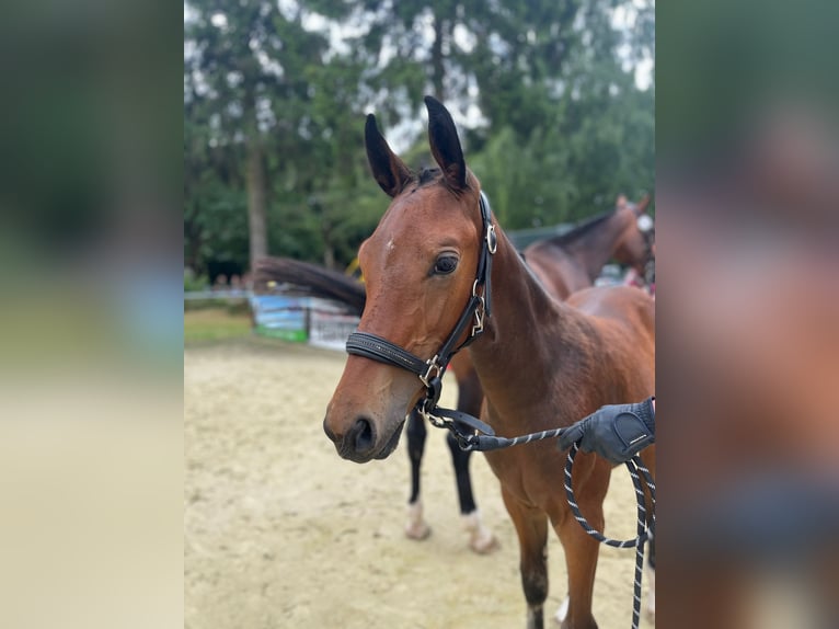 Hanoverian Stallion  16,2 hh Brown in Kranenburg