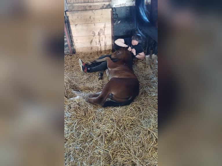 Hanoverian Stallion  16,2 hh Brown in Kranenburg