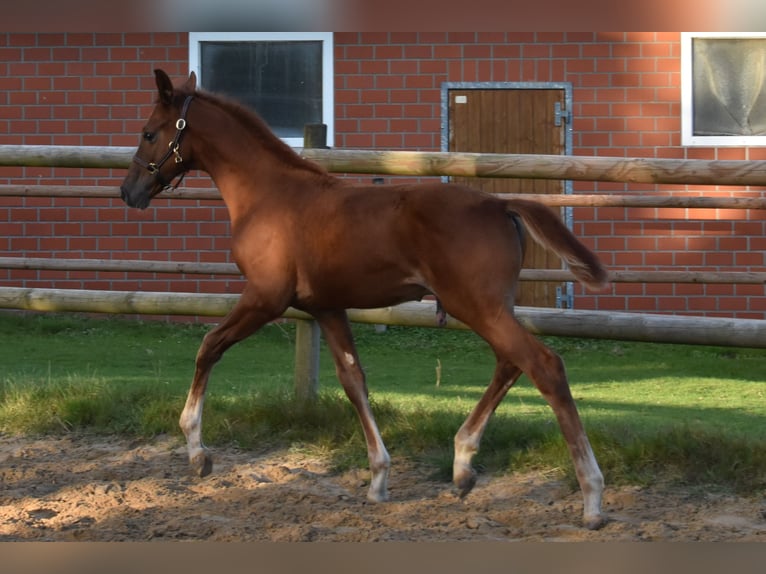 Hanoverian Stallion Foal (06/2025) 16,2 hh Chestnut in Westerkappeln