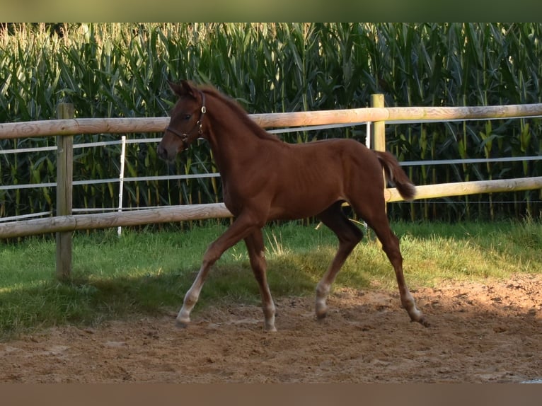 Hanoverian Stallion Foal (06/2025) 16,2 hh Chestnut in Westerkappeln