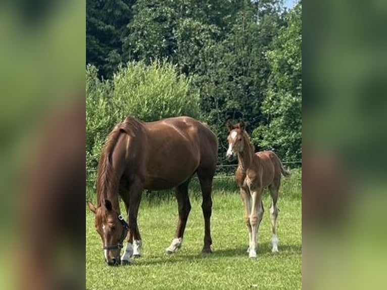 Hanoverian Stallion Foal (05/2025) 16,2 hh Chestnut in Hesel Hanoverian Stallion Foal (05/2025) 16,2 hh Chestnut in Hesel