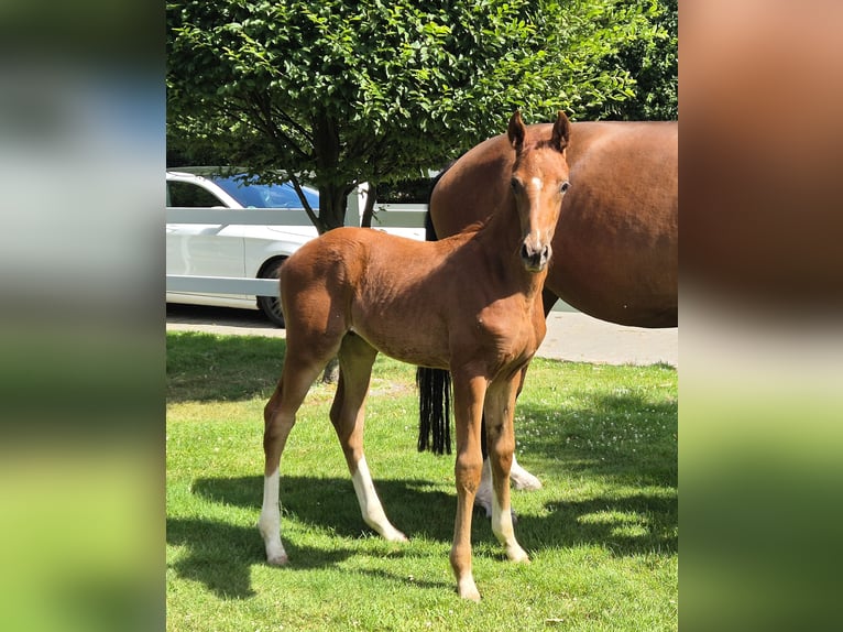 Hanoverian Stallion  16,2 hh Chestnut in S&#xF6;gel