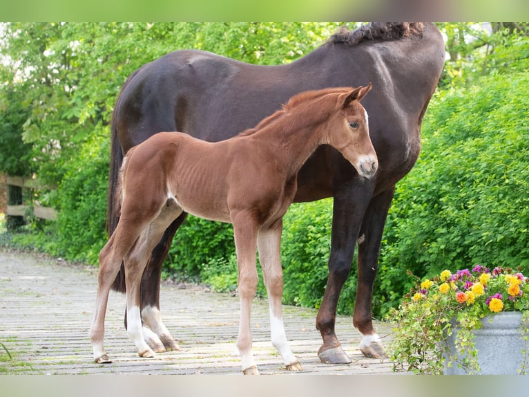 Hanoverian Stallion  16,2 hh Chestnut in Wurster Nordseeküste