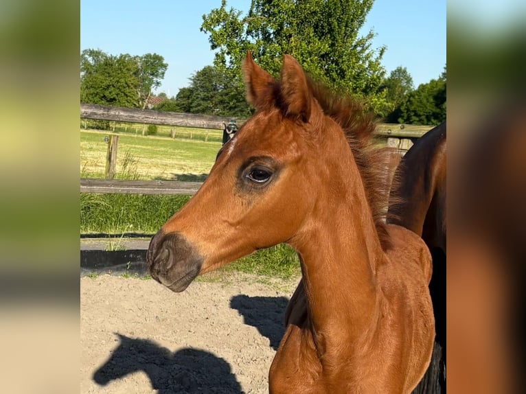 Hanoverian Stallion  16,2 hh Chestnut in Hamm