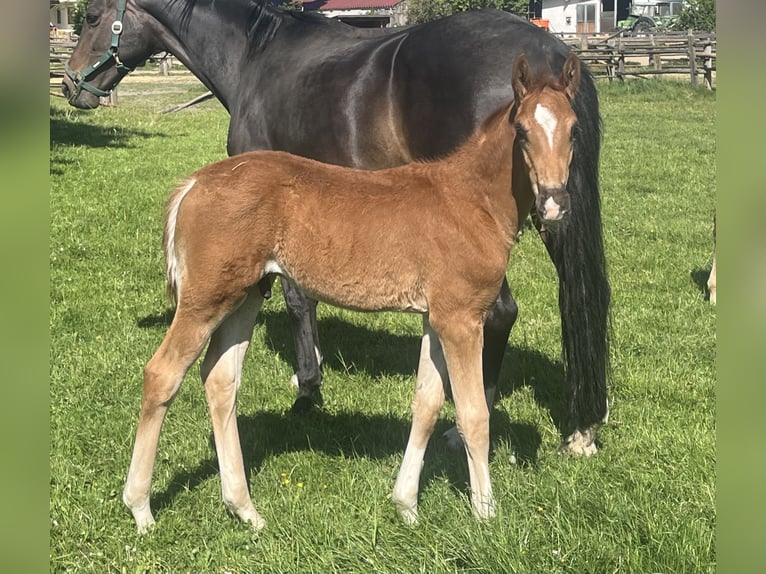 Hanoverian Stallion  16,2 hh Chestnut in Reisgang